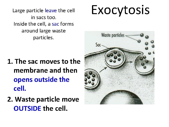 Large particle leave the cell in sacs too. Inside the cell, a sac forms