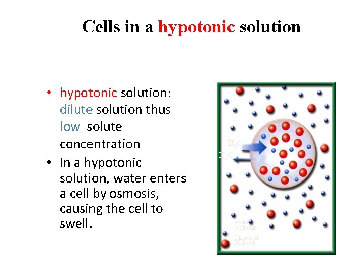 Cells in a hypotonic solution • hypotonic solution: dilute solution thus low solute concentration