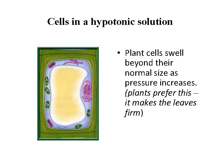 Cells in a hypotonic solution • Plant cells swell beyond their normal size as