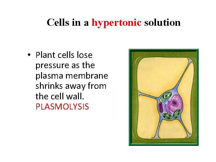 Cells in a hypertonic solution • Plant cells lose pressure as the plasma membrane