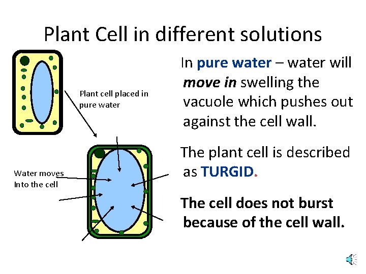 Plant Cell in different solutions Plant cell placed in pure water Water moves Into