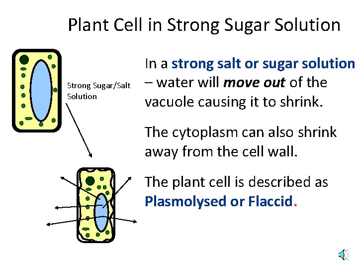 Plant Cell in Strong Sugar Solution Strong Sugar/Salt Solution In a strong salt or