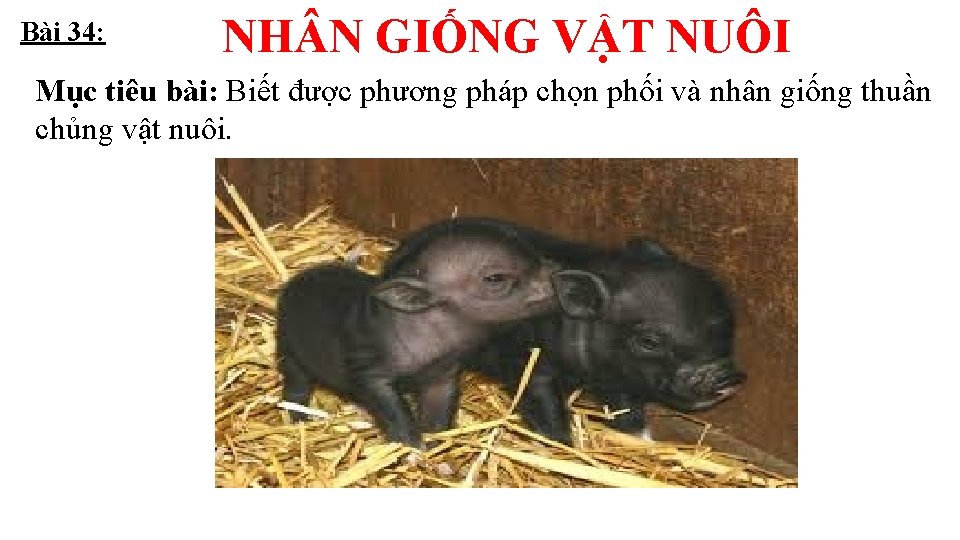 Bài 34: NH N GIỐNG VẬT NUÔI Mục tiêu bài: Biết được phương pháp