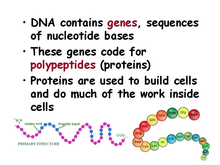 • DNA contains genes, sequences of nucleotide bases • These genes code for
