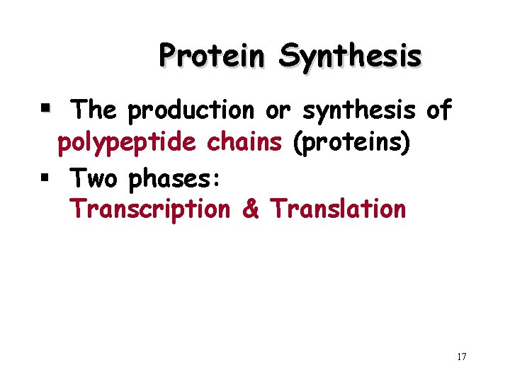 Protein Synthesis § The production or synthesis of polypeptide chains (proteins) § Two phases: