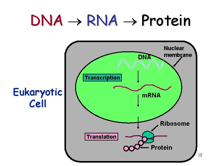 DNA RNA Protein Nuclear membrane DNA Transcription Eukaryotic Cell m. RNA Ribosome Translation Protein