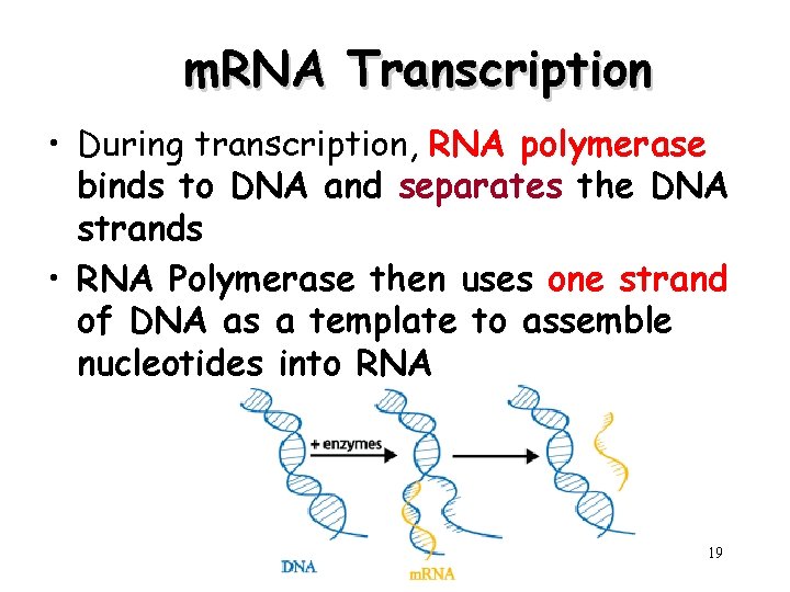 m. RNA Transcription • During transcription, RNA polymerase binds to DNA and separates the