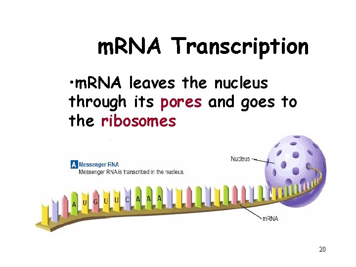 m. RNA Transcription • m. RNA leaves the nucleus through its pores and goes