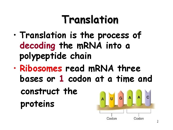 Translation • Translation is the process of decoding the m. RNA into a polypeptide