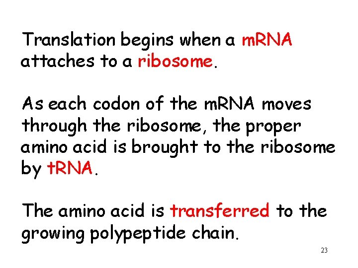 Translation begins when a m. RNA attaches to a ribosome. As each codon of