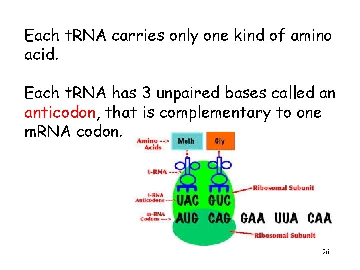 Each t. RNA carries only one kind of amino acid. Each t. RNA has