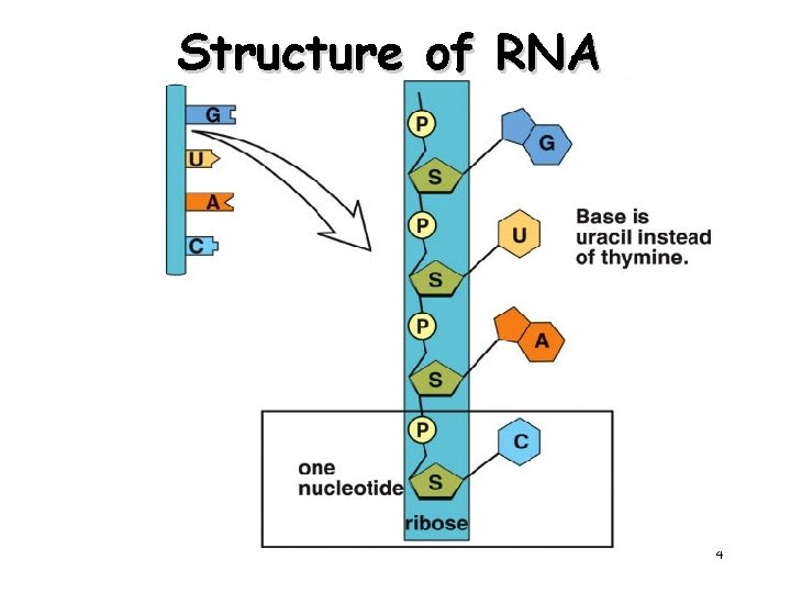 Structure of RNA 4 