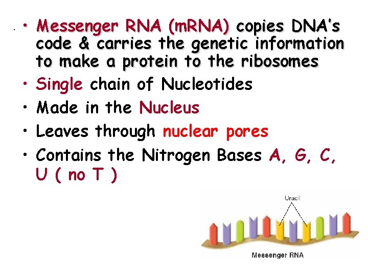 . • Messenger RNA (m. RNA) copies DNA’s • • code & carries the