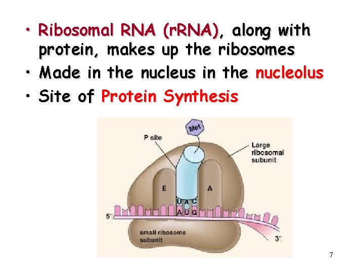  • Ribosomal RNA (r. RNA), along with protein, makes up the ribosomes •