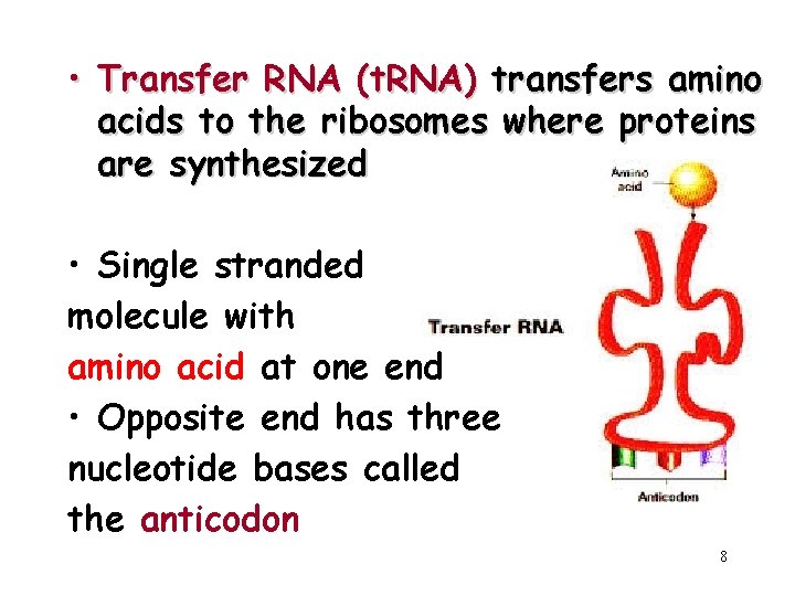  • Transfer RNA (t. RNA) transfers amino acids to the ribosomes where proteins