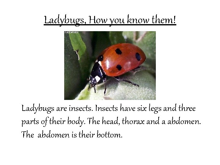 Ladybugs Written and Illustrated By Dazey Messer Table