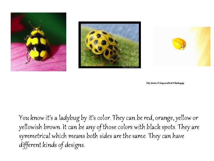 Ladybugs Written and Illustrated By Dazey Messer Table