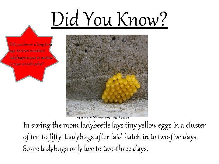 Ladybugs Written and Illustrated By Dazey Messer Table