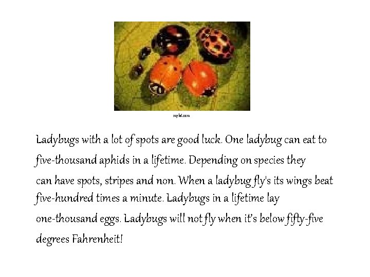 Ladybugs Written and Illustrated By Dazey Messer Table