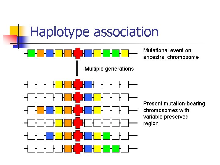 Haplotype association Mutational event on ancestral chromosome Multiple generations Present mutation-bearing chromosomes with variable