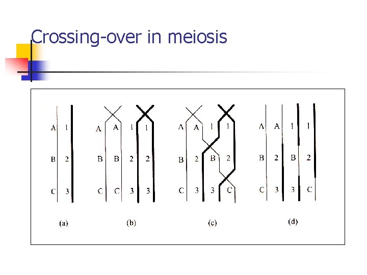 Crossing-over in meiosis 