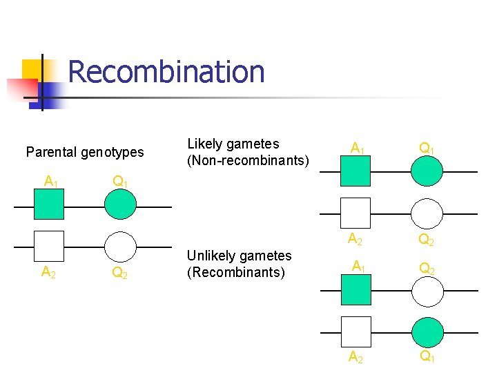 Recombination Parental genotypes A 1 A 2 Likely gametes (Non-recombinants) A 1 Q 1