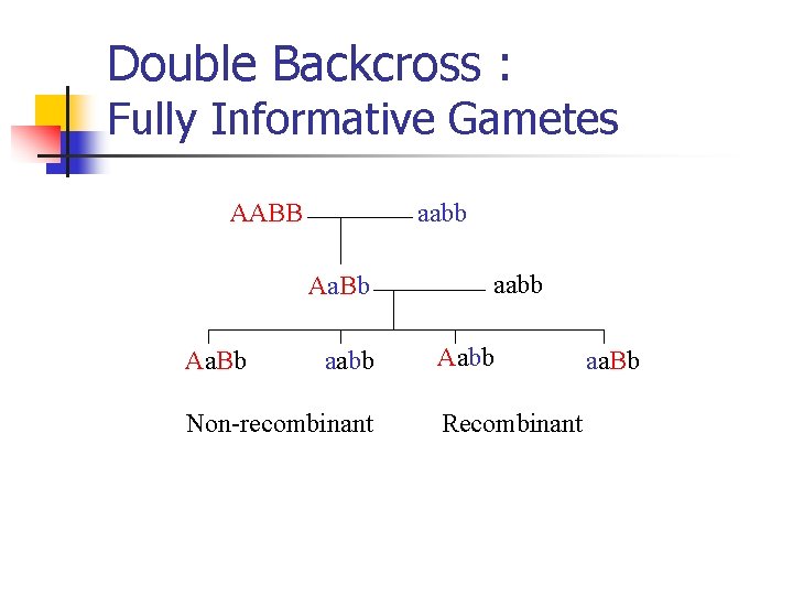 Double Backcross : Fully Informative Gametes aabb AABB Aa. Bb aabb Non-recombinant aabb Aabb