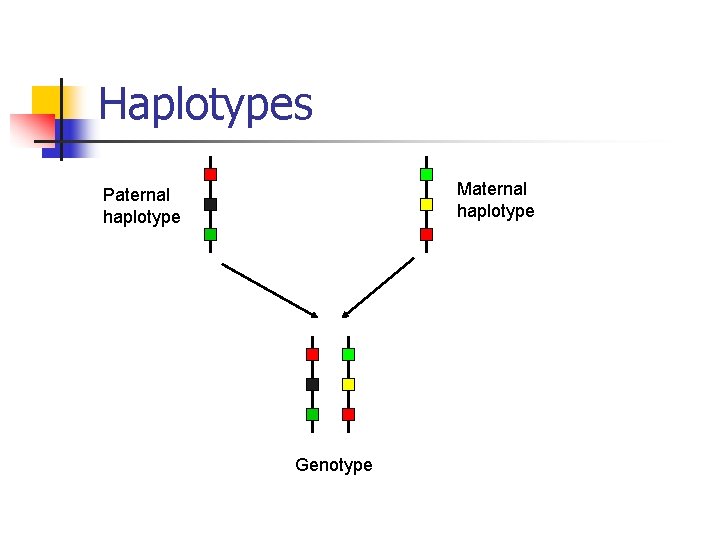 Haplotypes Maternal haplotype Paternal haplotype Genotype 