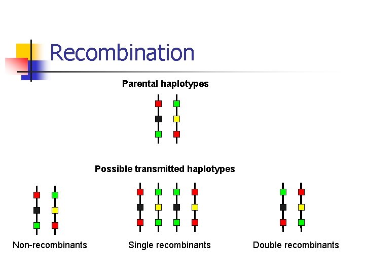 Recombination Parental haplotypes Possible transmitted haplotypes Non-recombinants Single recombinants Double recombinants 