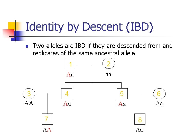 Identity by Descent (IBD) n Two alleles are IBD if they are descended from