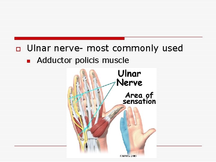 o Ulnar nerve- most commonly used n Adductor policis muscle 