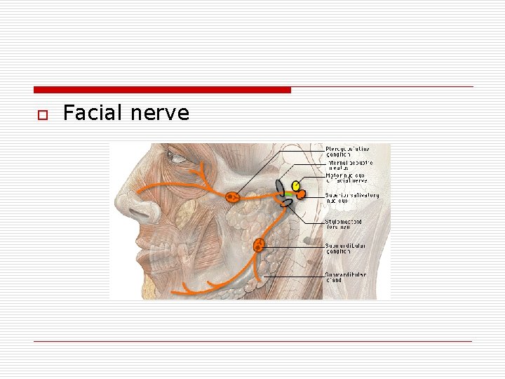 o Facial nerve 