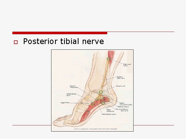 o Posterior tibial nerve 