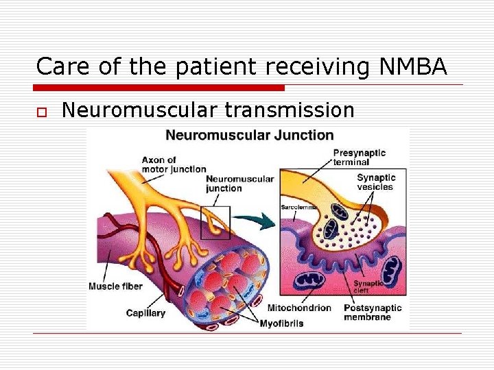 Care of the patient receiving NMBA o Neuromuscular transmission 