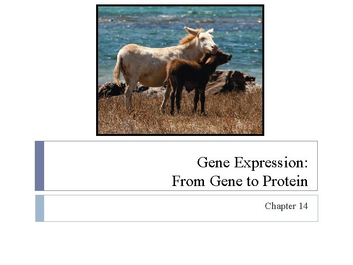 Gene Expression: From Gene to Protein Chapter 14 