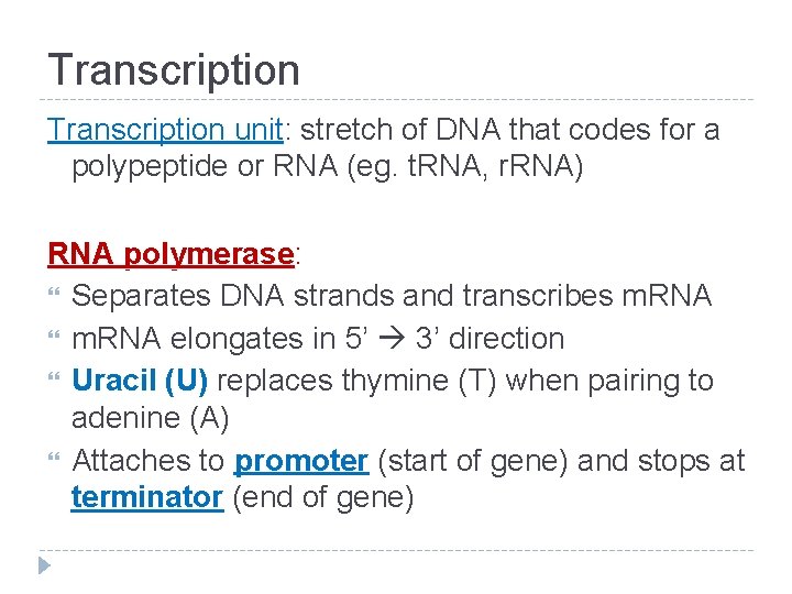 Transcription unit: stretch of DNA that codes for a polypeptide or RNA (eg. t.