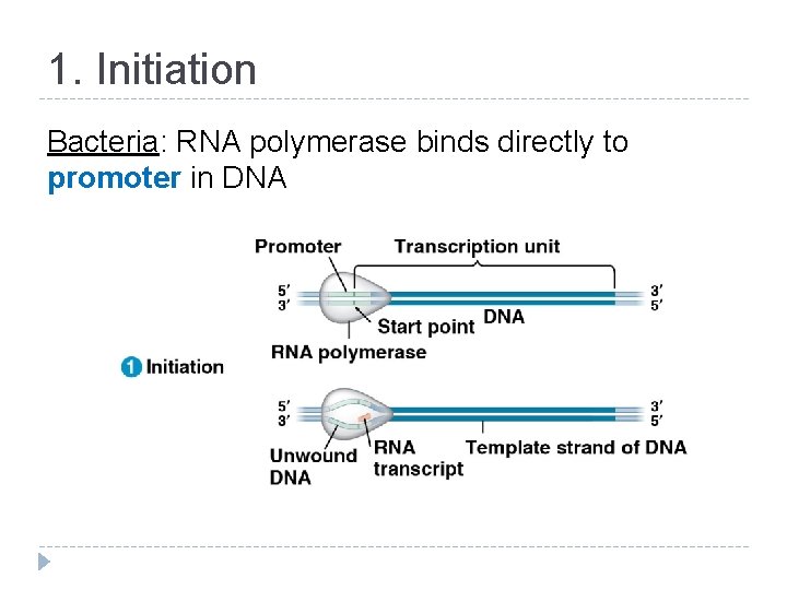 1. Initiation Bacteria: RNA polymerase binds directly to promoter in DNA 