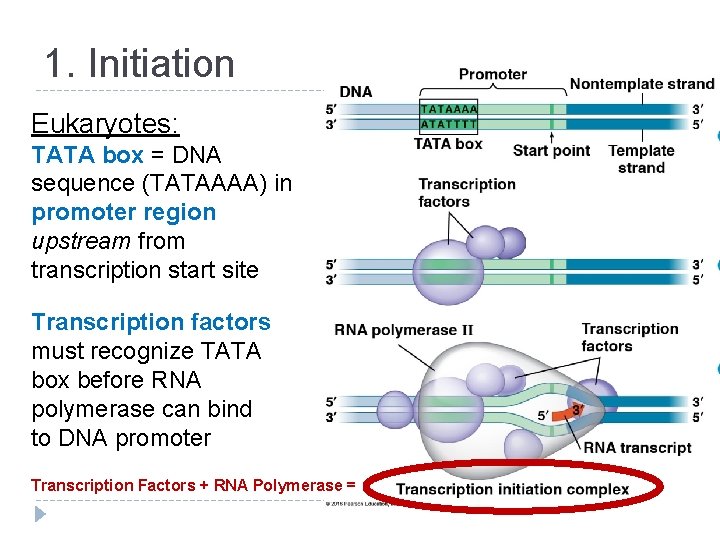 1. Initiation Eukaryotes: TATA box = DNA sequence (TATAAAA) in promoter region upstream from