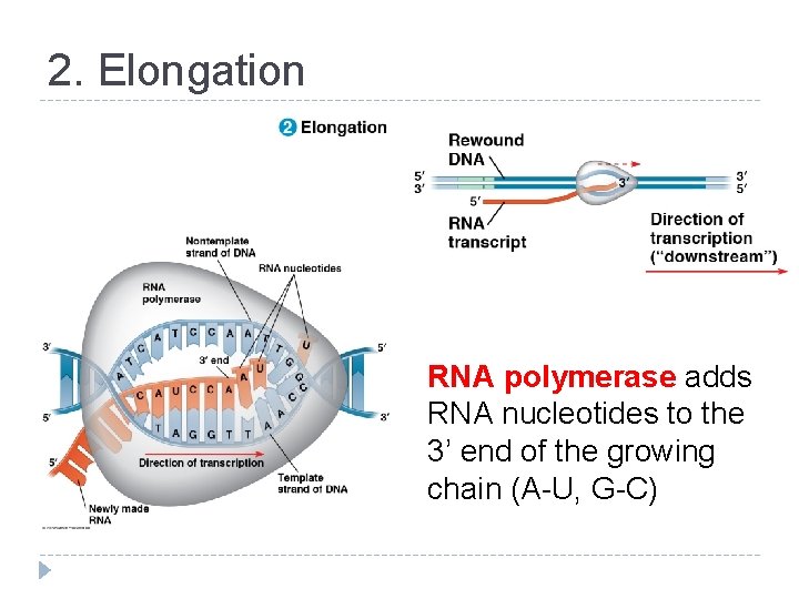 2. Elongation RNA polymerase adds RNA nucleotides to the 3’ end of the growing