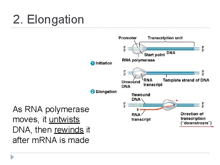 2. Elongation As RNA polymerase moves, it untwists DNA, then rewinds it after m.