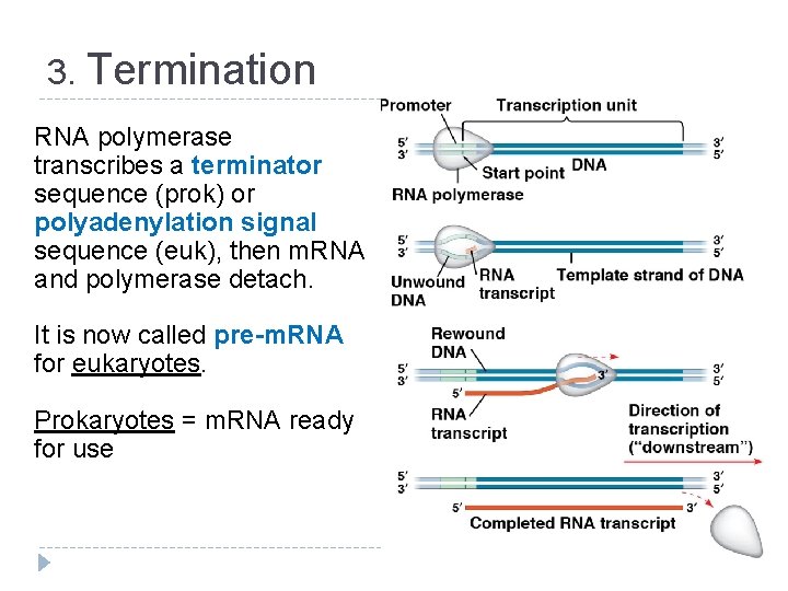 3. Termination RNA polymerase transcribes a terminator sequence (prok) or polyadenylation signal sequence (euk),