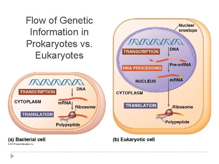 Flow of Genetic Information in Prokaryotes vs. Eukaryotes 