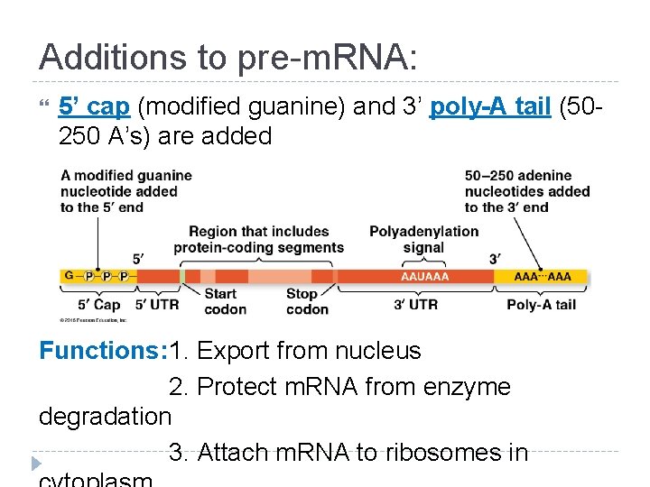 Additions to pre-m. RNA: 5’ cap (modified guanine) and 3’ poly-A tail (50250 A’s)