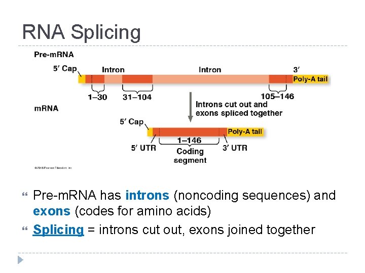 RNA Splicing Pre-m. RNA has introns (noncoding sequences) and exons (codes for amino acids)