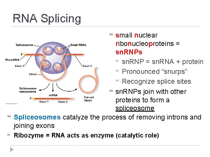 RNA Splicing small nuclear ribonucleoproteins = sn. RNPs sn. RNP = sn. RNA +