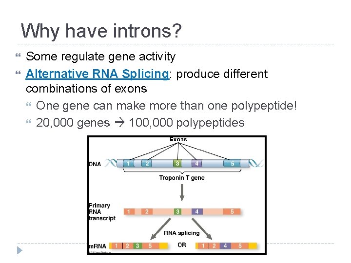 Why have introns? Some regulate gene activity Alternative RNA Splicing: produce different combinations of