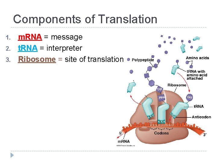 Components of Translation 1. 2. 3. m. RNA = message t. RNA = interpreter