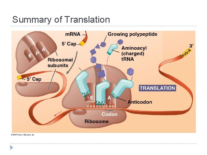 Summary of Translation 