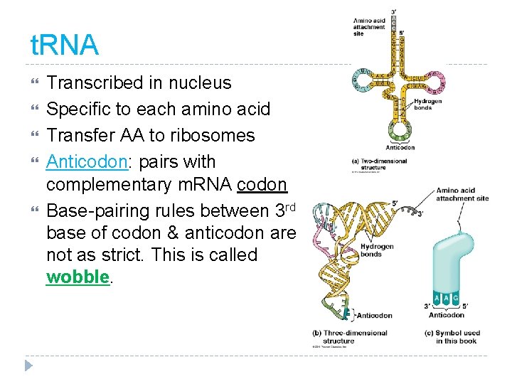 t. RNA Transcribed in nucleus Specific to each amino acid Transfer AA to ribosomes