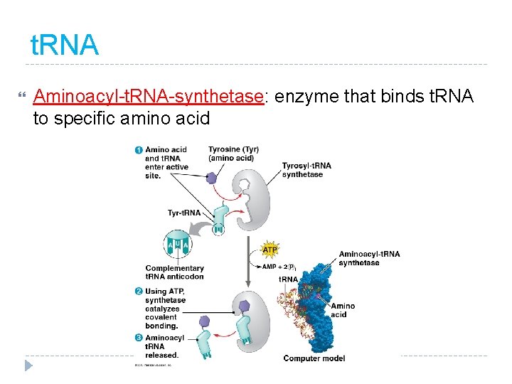 t. RNA Aminoacyl-t. RNA-synthetase: enzyme that binds t. RNA to specific amino acid 